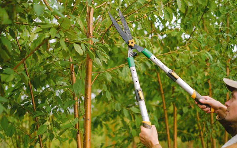 Tree trimming in Prairie Farm, WI