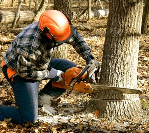 Tree Removal in Prairie Farm, WI